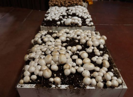 Mushrooms on display